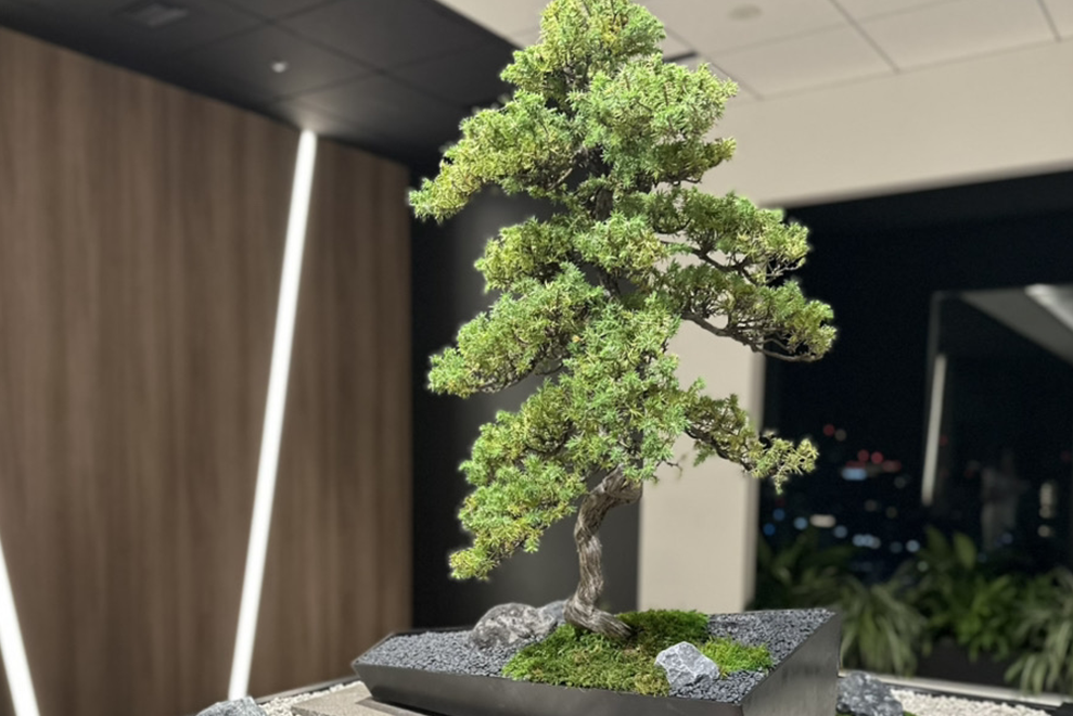 今週の盆栽